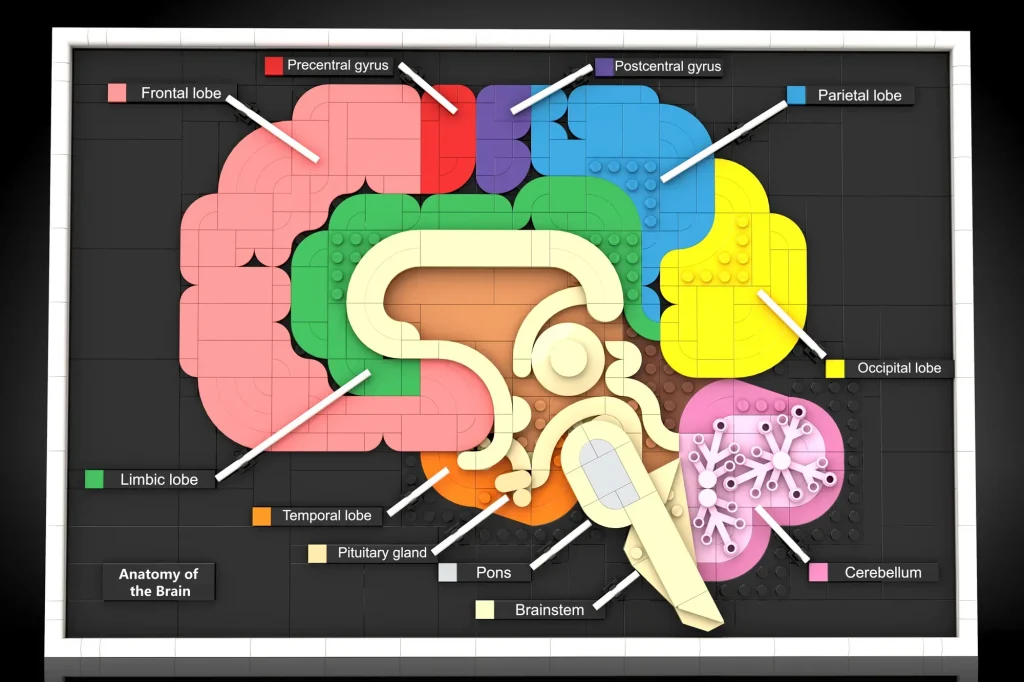 LEGO Ideas Anatomy of the Brain  1024x682